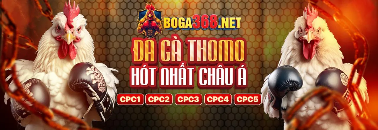 Người chơi đang xem đá gà trực tuyến trên điện thoại